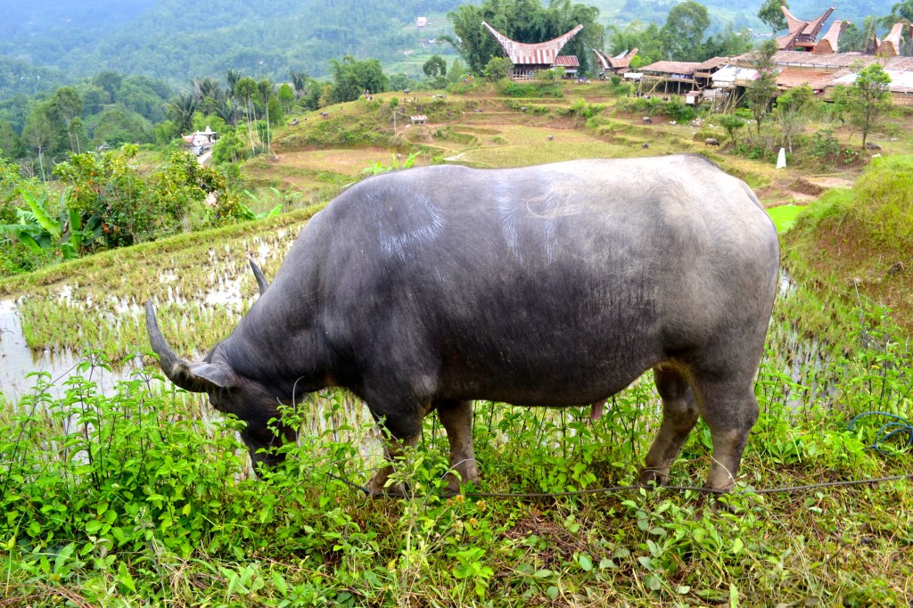 His lucky day. This buffalo got to graze on grass, avoiding the bloody massacre going on down below at the funeral ceremony.