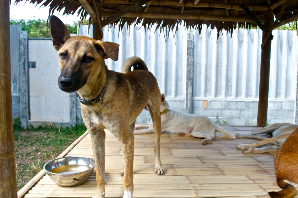 One of the many adorable dogs waiting for adoption at the shelter.