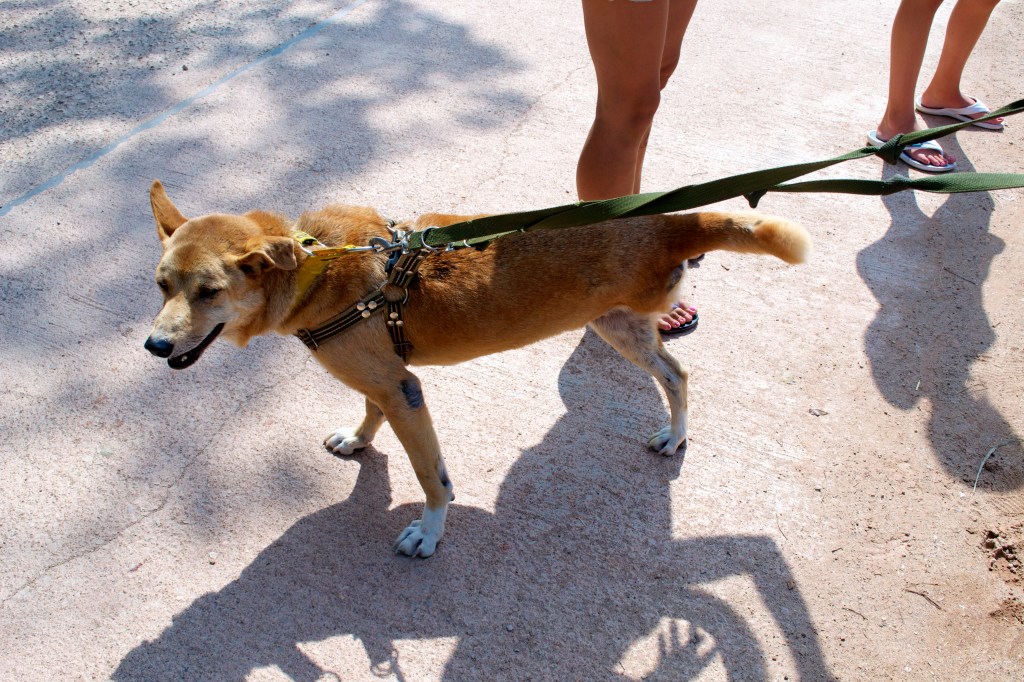 Brave, the 3 legged dog, ran like a champ down to the stream.