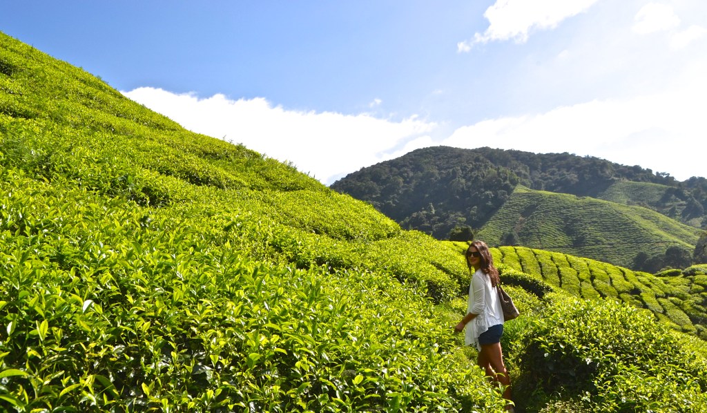 Cameron Highlands: A Green Escape