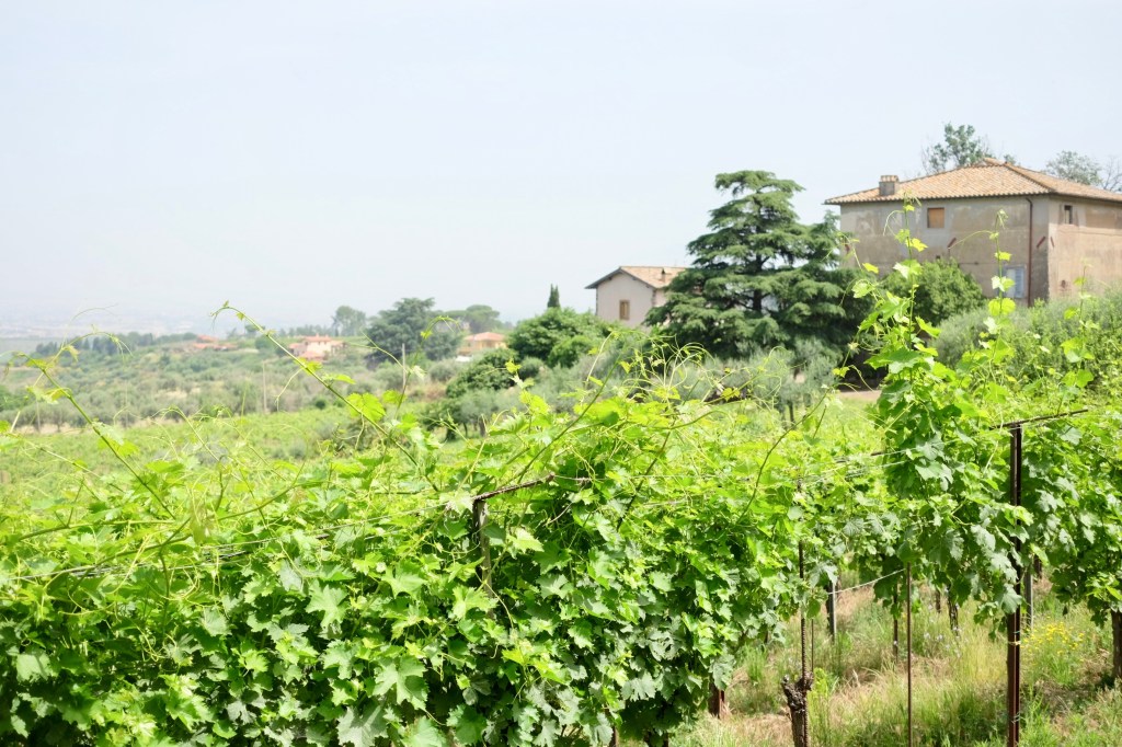 The Old Frascati Wine Tour