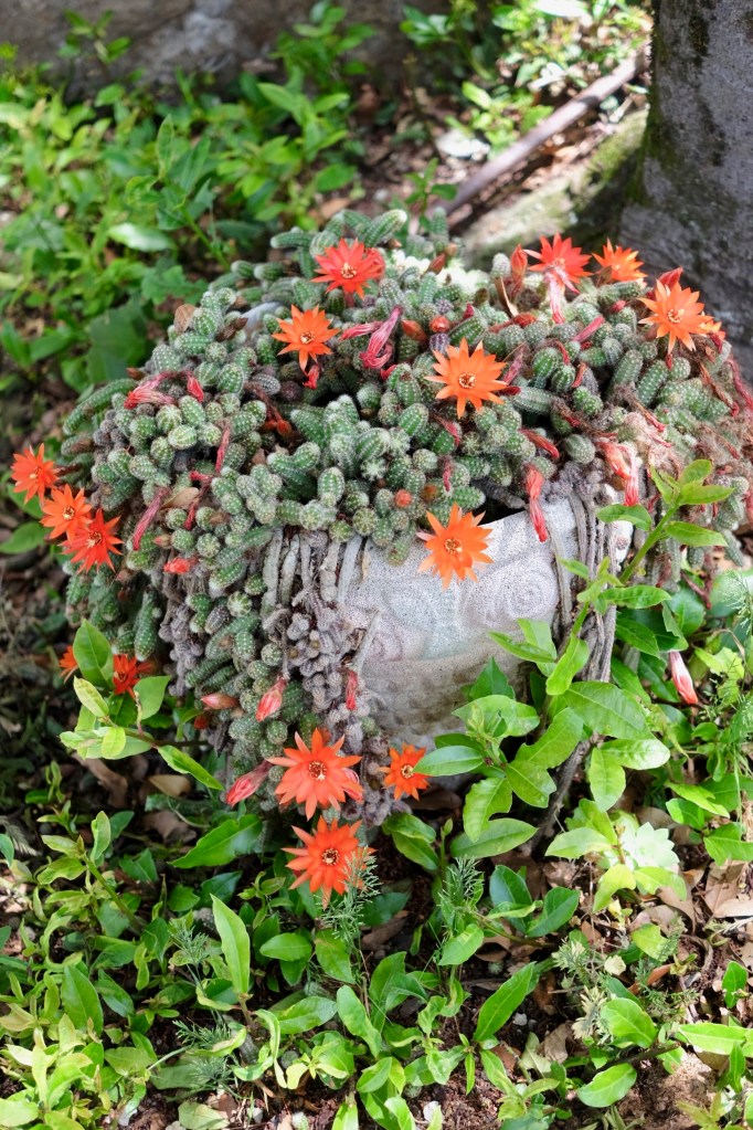 Old Frascati Wine Tour