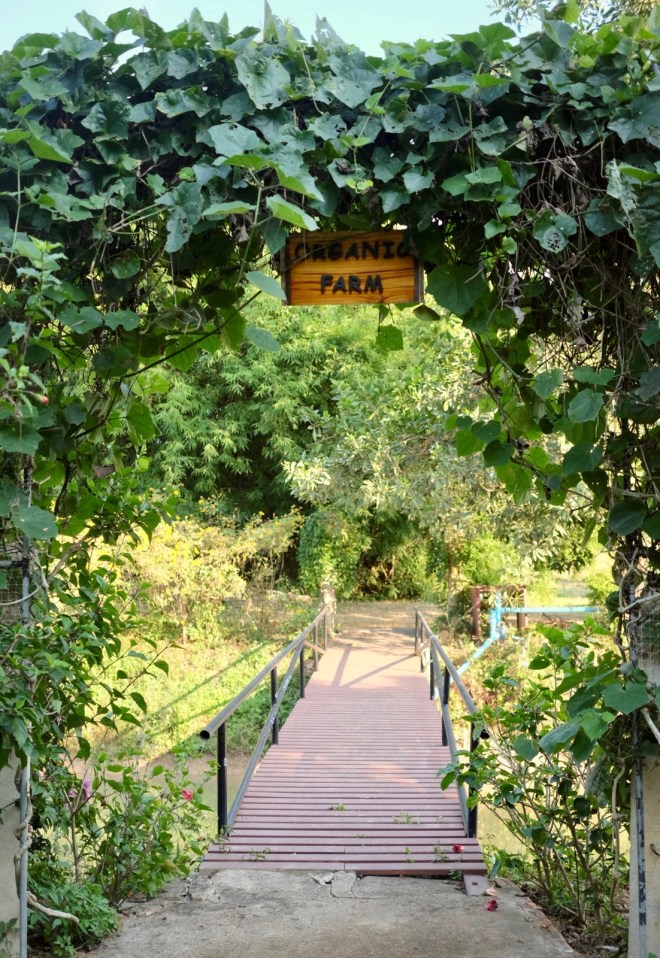 Museflower retreat Chiang Rai