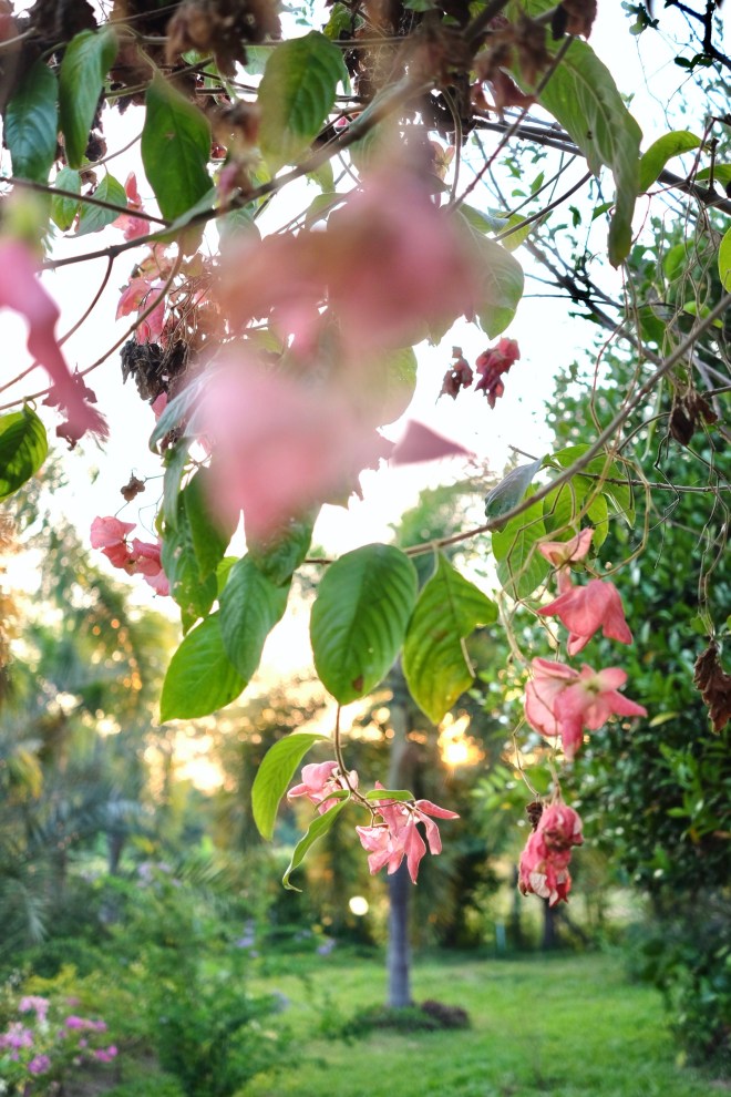 Museflower retreat Chiang Rai