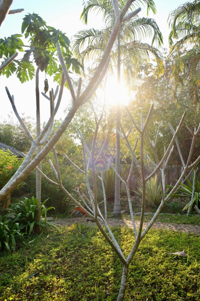 Museflower retreat Chiang Rai