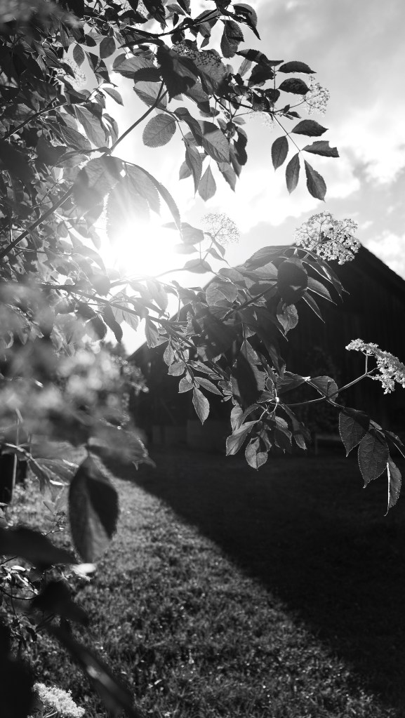 Sun peeking through the trees, late afternoon.